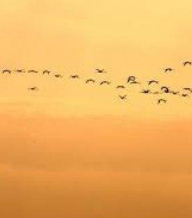 ÖĞRENCİ OKURLARIMIZDAN KİTAP İÇİN YAZILMIŞ SATIRLAR 3